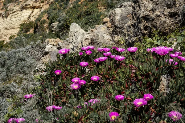 Flores Rosadas Una Cara Cerdo Carpobrotus Edulis Planta Suculenta Mediterránea — Foto de Stock