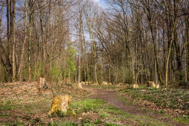 Grabiszynski Park, Wroclaw, Polonya 'da aşırı ağaç kesme ve ormansızlaştırma. 