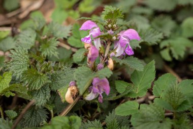 İlkbaharda açan mor ölü ısırgan otlarının (Lamium purpureum) yakın çekimi. 