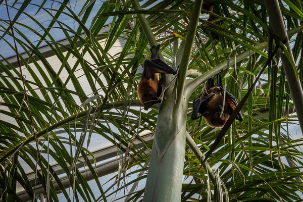 stock image Two Madagascan flying foxes hanging on palm tree. 