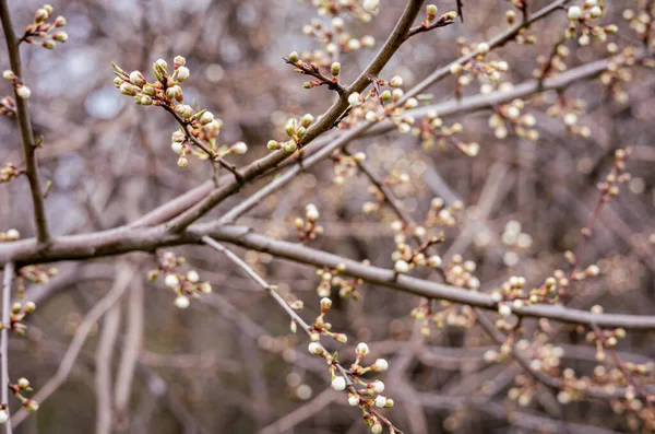 Lkbaharın Başlarında Elma Ağacında Malus Domestica Beyaz Çiçek Tomurcukları — Stok fotoğraf