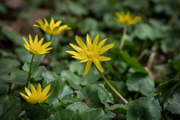 Close Yellow Lesser Celandine Ficaria Verna Flowers Blooming Springtime — Stock Photo, Image
