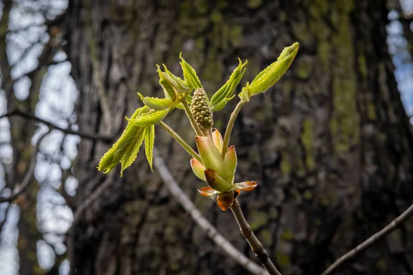 春になると木の上に馬栗 イセキュラス の緑の葉芽 — ストック写真