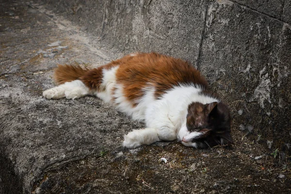 Gato Cor Branca Vermelha Dormindo Sol Banco Pedra Rodes Grécia — Fotografia de Stock