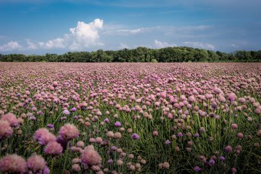 Polonya 'nın kırsalında çiçek açan pembe sarımsak tarlası.. 