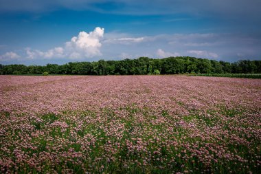 Polonya 'nın kırsalında çiçek açan pembe sarımsak tarlası.. 