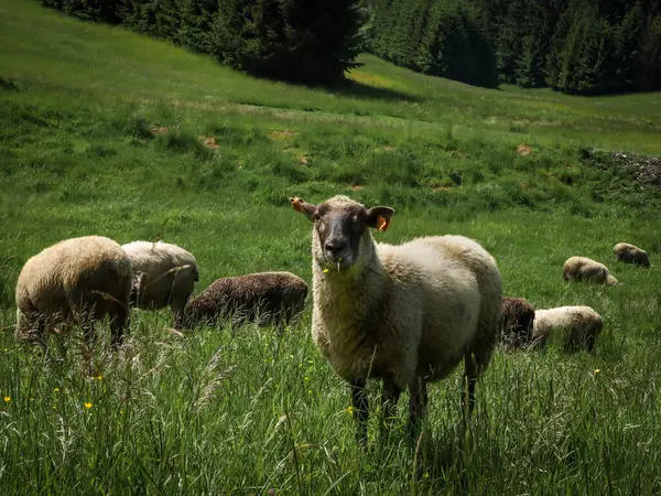 Close Sheep Grazing Field Yellow Flower Mouth — Stock Photo, Image