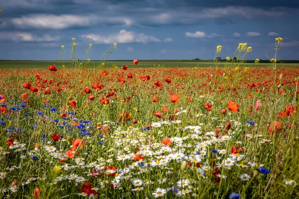 Kırmızı haşhaş, papatya ve tarlada açan Centaurea çiçekleri. Yaz günü, mavi gökyüzü. 