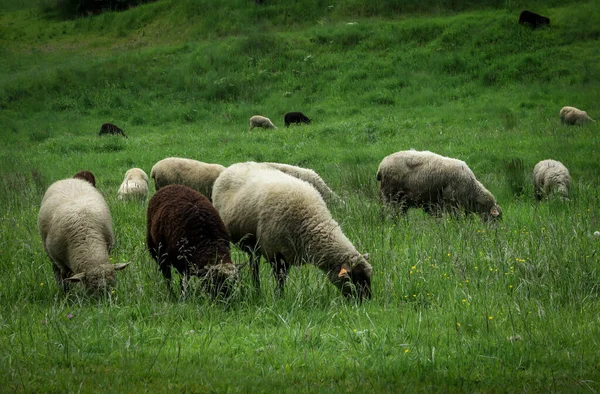 Flock Sheep Green Grazing Field Mountains — Stock Photo, Image