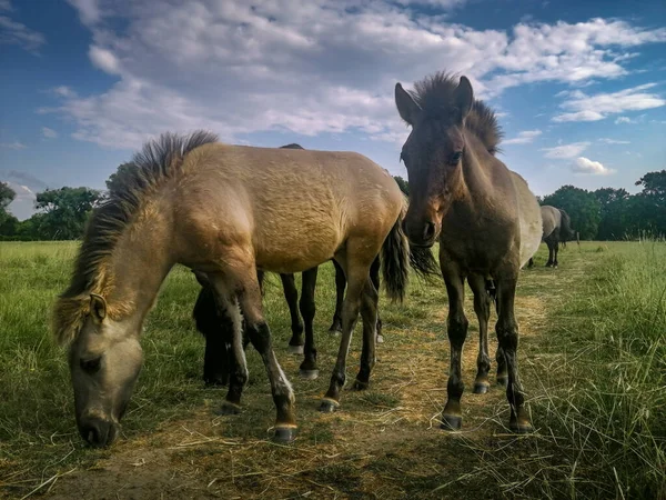 Άγρια Άλογα Βόσκησης Ένα Πράσινο Λιβάδι Στην Πολωνία — Φωτογραφία Αρχείου