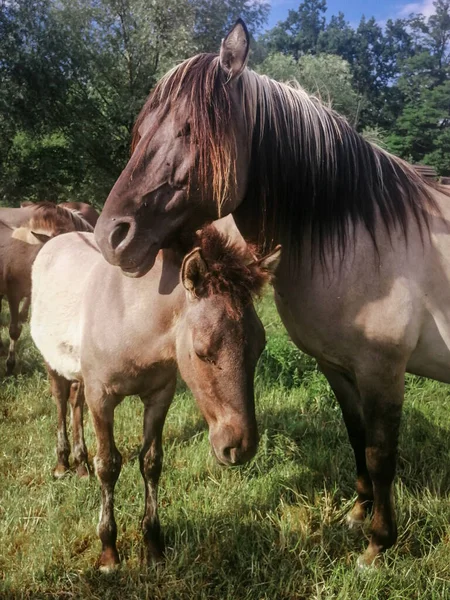 在波兰的绿色草地上 一匹棕色的母马和一头小马驹的画像 — 图库照片