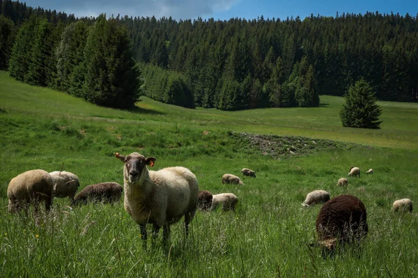 Zbliżenie Owcy Pastwisku Żółtym Kwiatem Ustach — Zdjęcie stockowe