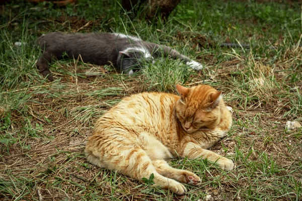 Dois Gatos Dormindo Grama Sob Árvore Rhodes Grécia — Fotografia de Stock