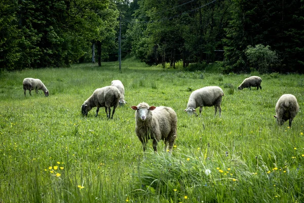 Stado Owiec Zielonym Pastwisku Górach — Zdjęcie stockowe
