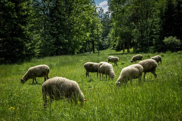 Flock Sheep Green Grazing Field Mountains — Stock Photo, Image