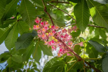 Ağaçta açan güzel kırmızı at kestanesinin (Aesculus) yakın çekimi.. 