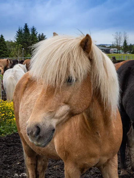 Porträtt Vacker Islandshäst Med Vit Man Stående Utomhus Hagen — Stockfoto
