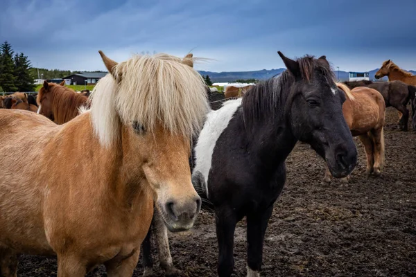 一只栗色和黑色冰岛色的马在室外的围场特写 — 图库照片