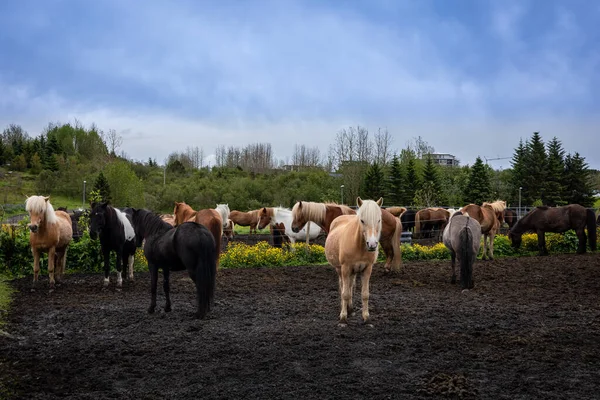 Herd Icelandic Horses Outdoors Paddock — Stock Photo, Image