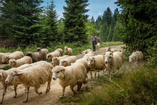 Jaworki Polska Lipca 2023 Pasterz Stadem Owiec Spacerujących Ścieżką Leśną — Zdjęcie stockowe