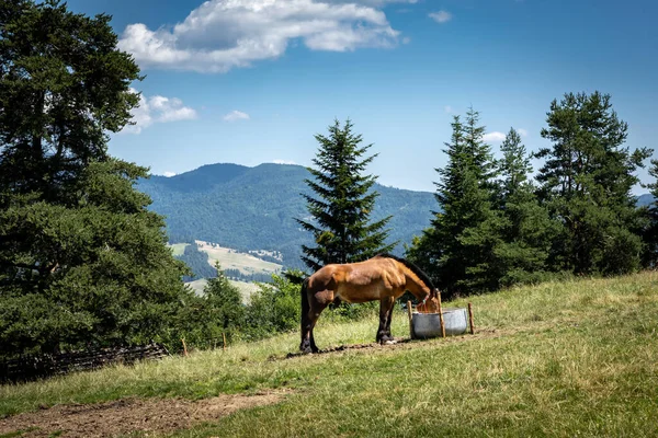 Brązowy Koń Pijący Wodę Wolnym Powietrzu Gospodarstwie Pieninach Polska — Zdjęcie stockowe