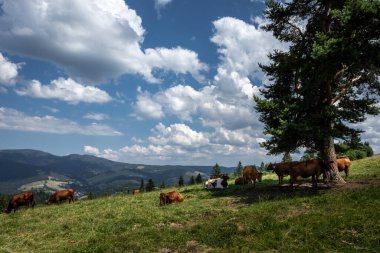 Polonya 'nın Pieniny dağlarındaki bir otlak arazisinde bir sığır sürüsü.. 
