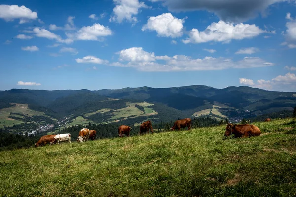 Herd Cattle Grazing Field Pieniny Mountains Poland — Stock Photo, Image
