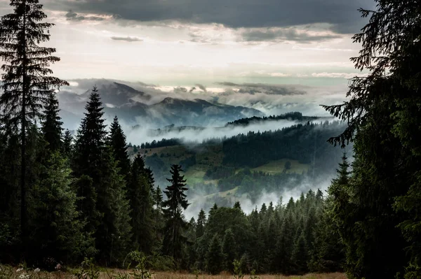stock image Fog rising from valleys after rain in Beskid Sadecki mountains, Poland. Pine forest in foreground. 