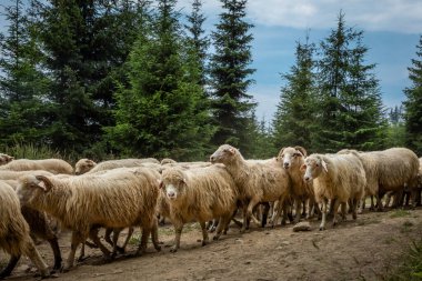 Polonya 'nın Pieniny dağlarında orman yolunda yürüyen bir koyun sürüsü.. 