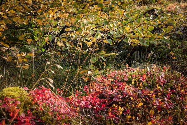 Tło Kolorową Jesienną Podłogą Leśną Islandii — Zdjęcie stockowe