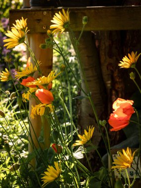 Bahçedeki ahşap çitin altında açan turuncu gelincik ve altın rengi paskalya çiçekleri.. 