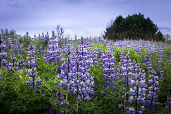 Islandská Letní Krajina Kvetoucí Lupina Květinové Pole Royalty Free Stock Obrázky