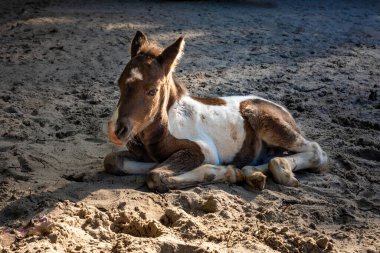 Yerde yatan küçük sevimli kahverengi ve beyaz midilli.