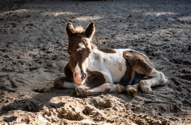 Yerde yatan küçük sevimli kahverengi ve beyaz midilli.