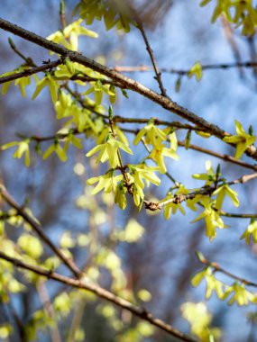 Mavi gökyüzüne karşı açmakta olan sarı forsythia bitkisi Paskalya baharı arka planında. 