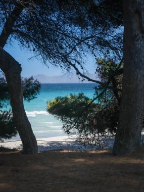 Port de Alcudia, Mallorca, Balear Adaları, İspanya. Kumlu sahilde güzel çam ağaçları. Turkuaz Akdeniz, mavi gökyüzü. 