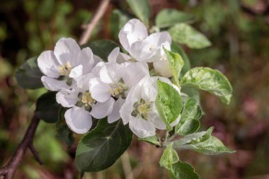 İlkbaharda açan elma ağacının (Malus domestica) güzel beyaz çiçekleri. 