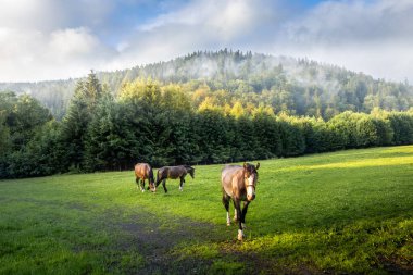 Three horses in a green grazing field, surrounded by forest and mountains, fog rising after rain. Snieznik massif, Miedzygorze, Poland. clipart