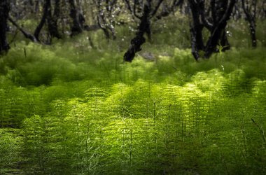 İzlanda 'daki güzel orman manzarası, sık yeşil at kuyruğu orman zeminiyle.