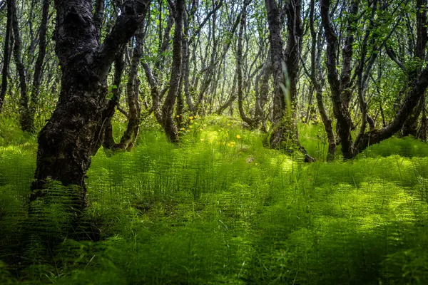 stock image Beautiful forest landscape in Iceland, with dense green horsetails forest floor.