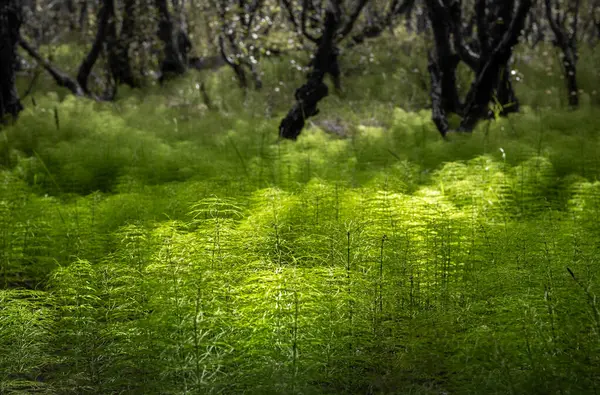 stock image Beautiful forest landscape in Iceland, with dense green horsetails forest floor.