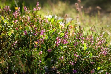 Fundanın (Calluna vulgaris, ling) yakın çekimi İzlanda 'nın bozkırlarında yetişen mor çiçekler. Bokeh ışığı, güneşli bir sonbahar günü.