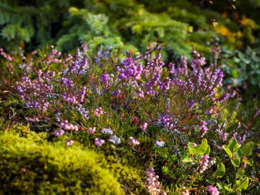 Close-up of heather (Calluna vulgaris, ling) purple flowers growing in the moorlands in Iceland. Bokeh light, sunny autumn day. clipart