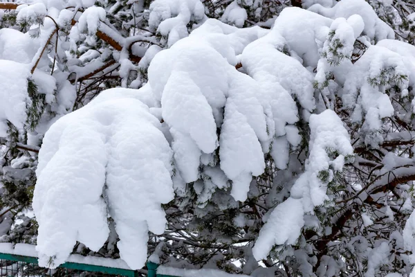 Inverno Uma Queda Neve Galho Pinho Sob Uma Espessa Camada — Fotografia de Stock