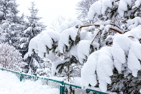 Inverno Uma Queda Neve Árvores Cerca Tudo Mais Sob Uma — Fotografia de Stock