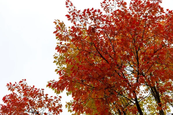 Hösten Vacker Med Gulnade Blad Mot Himlens Ljusa Bakgrund Selektivt — Stockfoto
