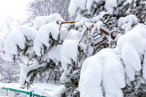 Inverno Uma Queda Neve Close Ramo Pinheiro Abaixo Uma Camada — Fotografia de Stock