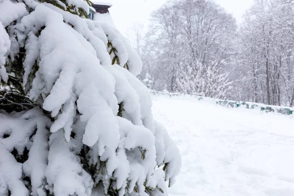 Inverno Uma Queda Neve Abeto Outras Árvores São Cobertas Com — Fotografia de Stock