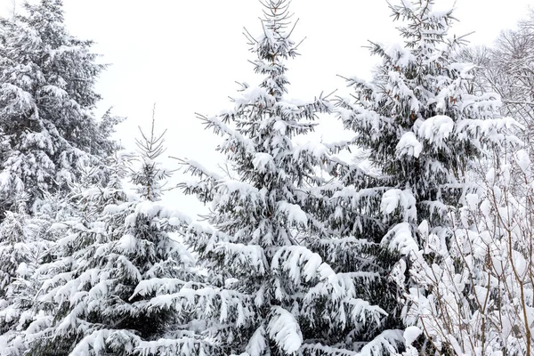 stock image Winter. Snowfall. Snow-covered trees on the background of white sky