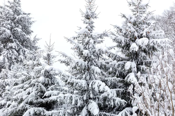 Winter Snowfall Snow Covered Trees Background White Sky Royalty Free Stock Photos